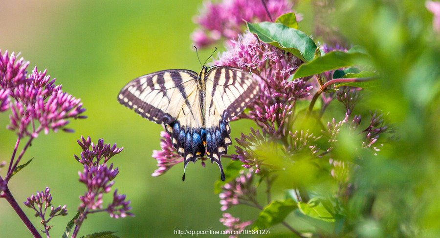 星空综合:纸短情长为爱加冕(点击网址打开即可)——幸福里园(图1) 星空综合